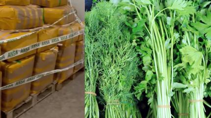 ANSA a nimicit 15 tone de mărar și pătrunjel cu pesticide, reținute la frontieră