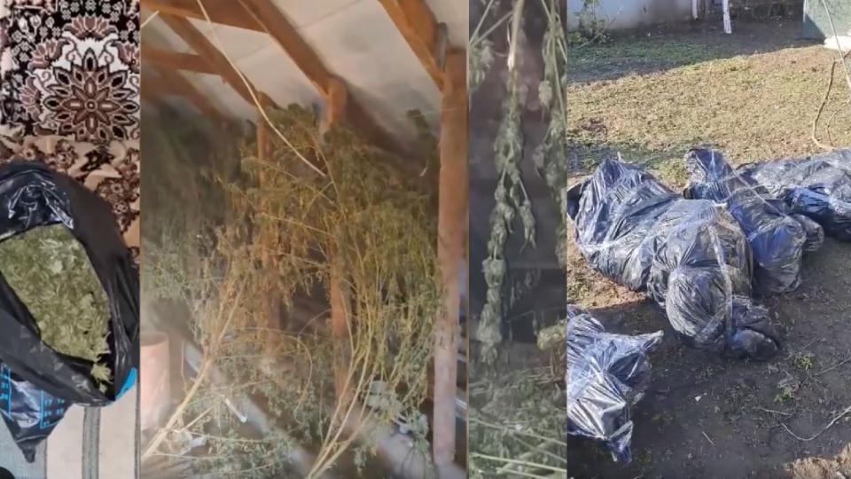 Облавы в Кагуле и Кантемире: обнаружено 7 кг наркотиков, ущерб оценивается более чем в 2 миллиона леев