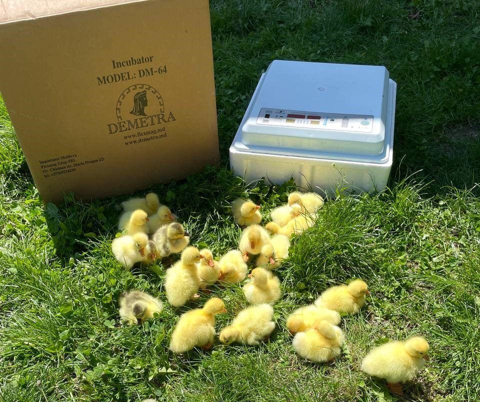 Как выбрать инкубатор для яиц - 5 советов начинающим фермерам 
