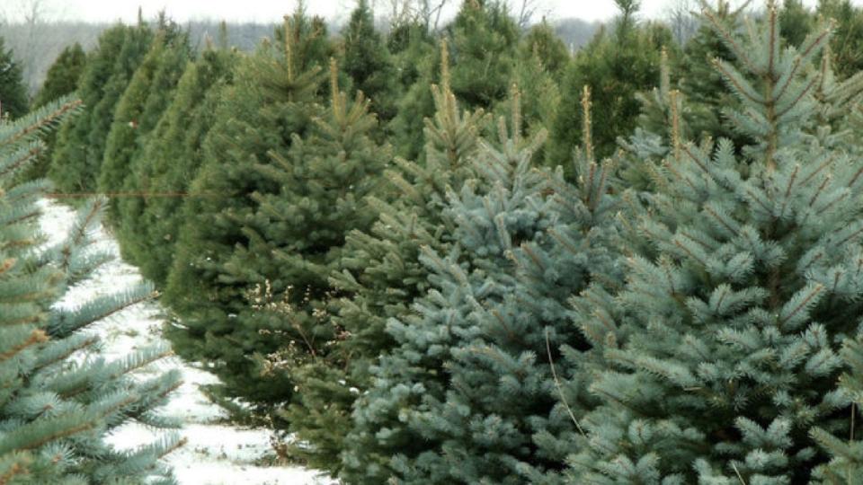 Moldsilva scoate în vânzare zeci de mii de brazi. Prețuri între 90 și 2 000 de lei