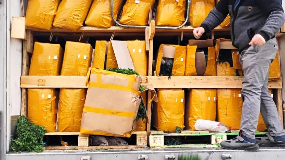 VIDEO//Loturi de mărar, pătrunjel și ceai negru, distruse de ANSA