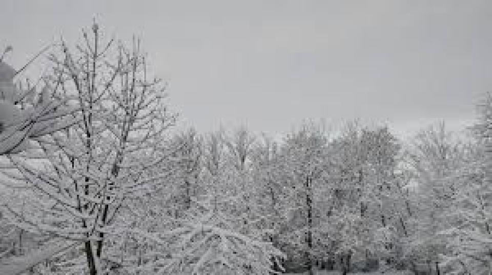 România va acorda Moldovei 1,7 milioane de euro pentru evaluarea pădurilor