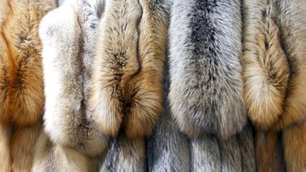 Blănurile de pisică și câine, pe cale să fie interzise în Moldova