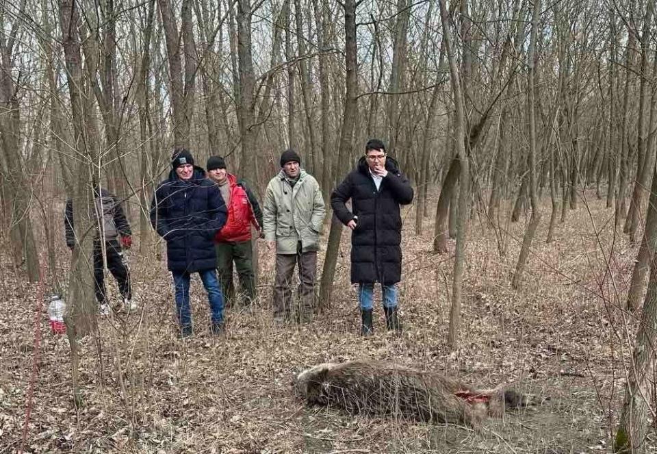 Trei porci mistreți găsiți morți la Sărata Răzeși. Autoritățile verifică suspiciunea de pestă porcină africană