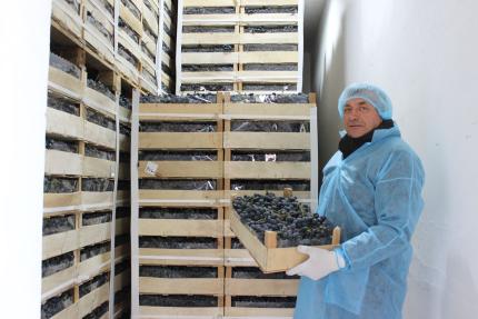 Din Ursoaia spre piața UE: povestea producătorului de struguri Nicolae Susan