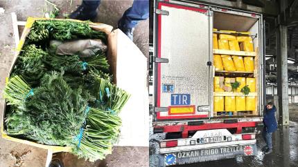 ANSA a distrus 15 tone de mărar de import contaminate cu pesticide