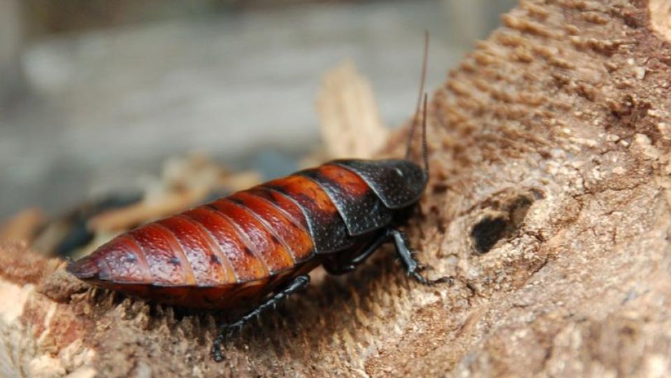 Concurs neobișnuit de Ziua Îndrăgostiților: 30 de gândaci pot primi numele fostului partener