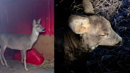 Un căprior rănit într-un accident rutier, salvat de inspectorii de mediu din Leova