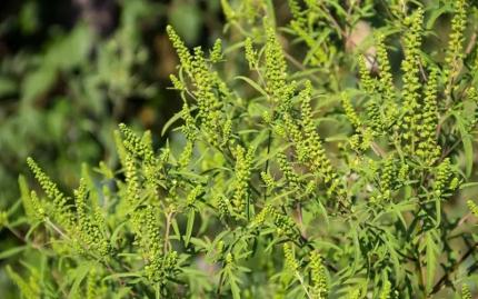 Noi măsuri pentru limitarea răspândirii ambroziei pe teritoriul țării 