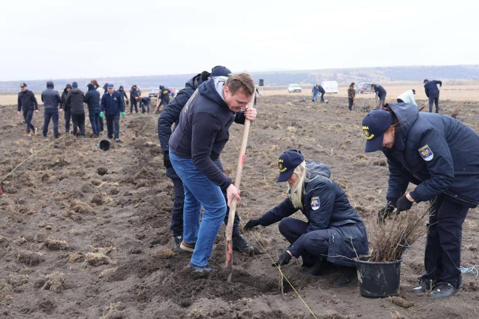 Funcționarii Biroului Vamal Sud au plantat puieți de salcâm la Zîrnești