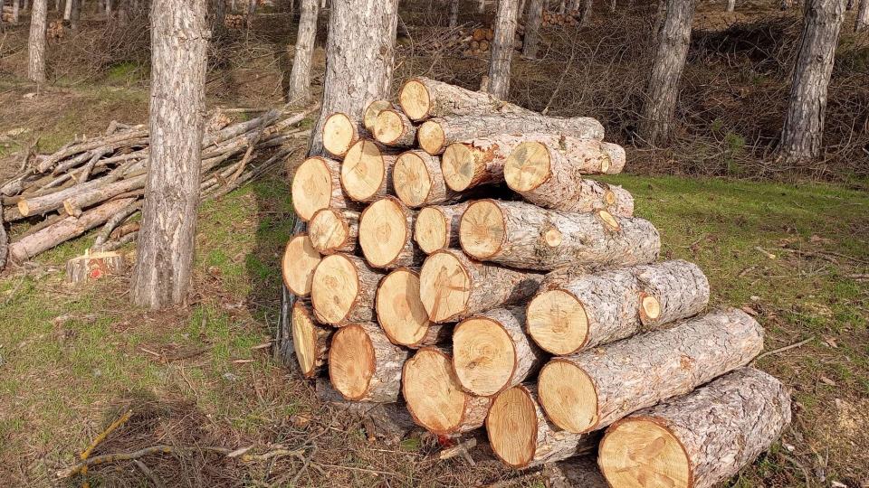 Tăieri masive în pădurea din Cahul: suspiciuni privind defrișări nejustificate sub pretext de „curățare sanitară”