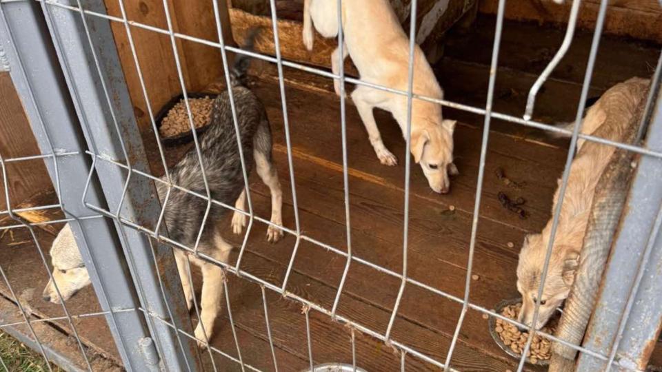 Apel la Cahul: cetățenii pot redirecționa 2% din impozit pentru protecția animalelor