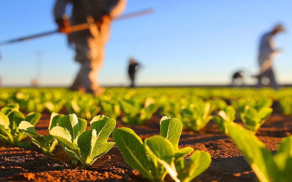 Programul FCA: 358 de afaceri agricole micro și mici au accesat finanțare avantajoasă