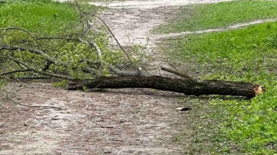 Vântul a făcut ravagii în țară: copaci doborâți, persoane rănite și una decedată