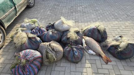 Браконьерство во время запрета на ловлю на озере Белеу. Двое мужчин из Кагульского района пойманы с 1200 метрами сетей и 75 рыбами