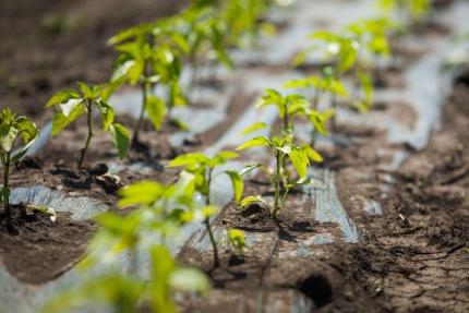 ANSA опубликовала Каталог сортов растений Республики Молдова на 2026 год