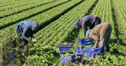 Activitatea zilierilor va fi monitorizată printr-un sistem electronic, pentru a le asigura protecția socială necesară