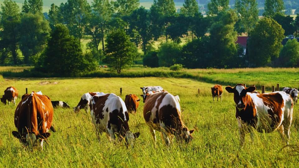 Investiții în zootehnie: două proiecte din Cahul primesc finanțare prin AGGRI