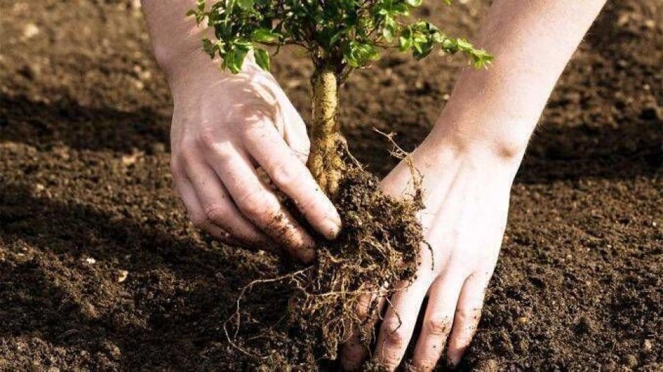 На юге страны высажено более 1000 гектаров леса: государственное предприятие «Сильва-Суд» Кахул продолжает расширение лесных массивов в рамках национальной программы