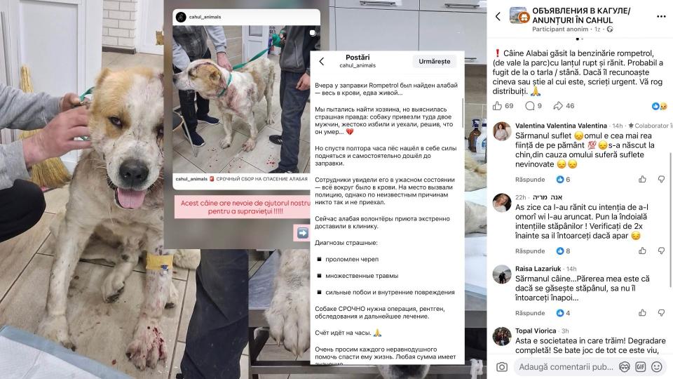 Cazul câinelui găsit în stare gravă la Cahul a stârnit reacții în mediul online. Ce spune poliția