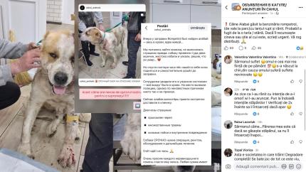 Cazul câinelui găsit în stare gravă la Cahul a stârnit reacții în mediul online. Ce spune poliția