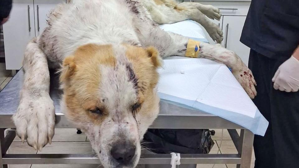 Medic veterinar despre câinele găsit la Rompetrol: „Starea este extrem de gravă”