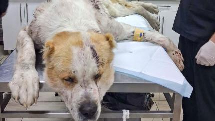 Medic veterinar despre câinele găsit la Rompetrol: „Starea este extrem de gravă”