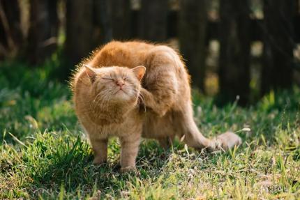 Știai că o singură căpușă poate fi fatală pentru animalul tău de companie? Vezi recomandările ANSA