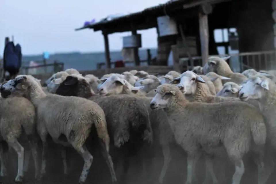 Un fermieri din Cantemir condamnat la 8 ani de închisoare pentru trafic de ființe umane și exploatare prin muncă