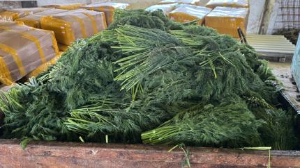 ANSA a distrus 10 tone de mărar de import contaminate cu pesticide