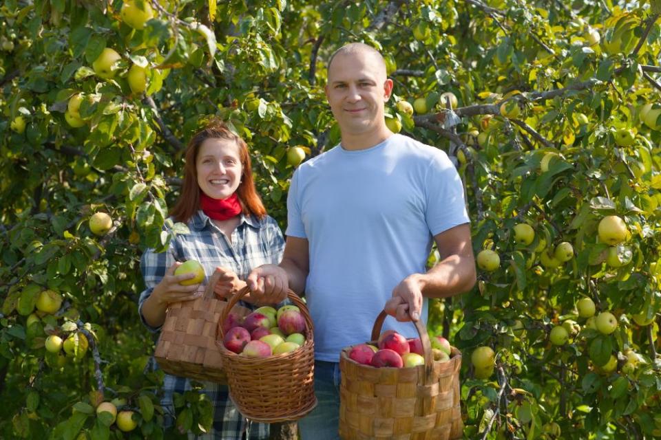 Proiectul „Livada Moldovei II”: 150 de milioane de euro pentru modernizarea agriculturii și industriei alimentare