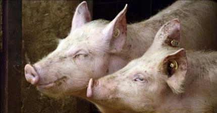 Focar de pestă porcină africană confirmat la Vadul lui Isac. Autoritățile impun carantină în mai multe localități din raionul Cahul