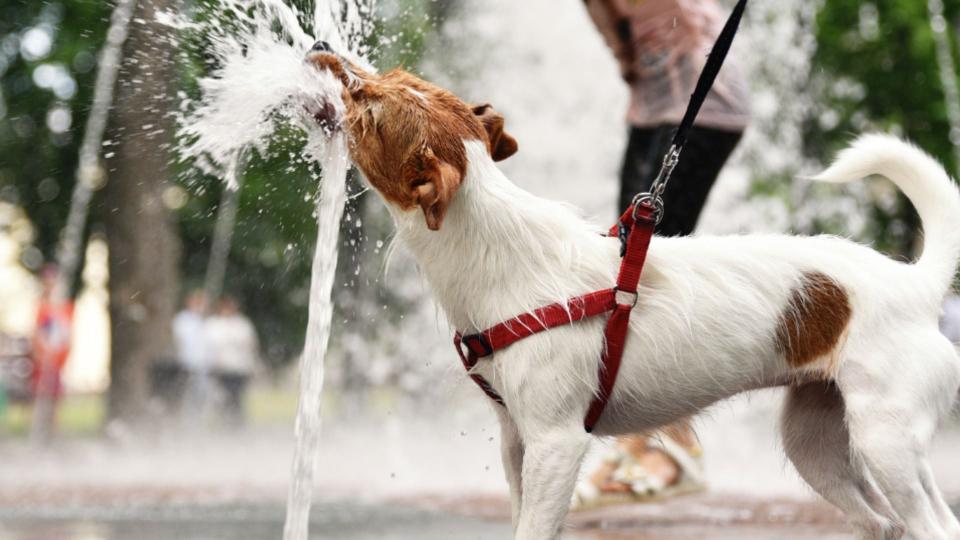 ANSA avertizează: temperaturile ridicate pot pune în pericol viața animalelor