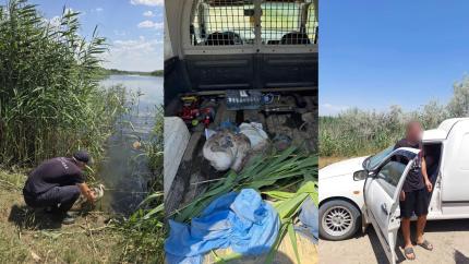 Doi pui de lebădă, salvați de polițiștii de frontieră, carabinieri și inspectorii de mediu la Cahul