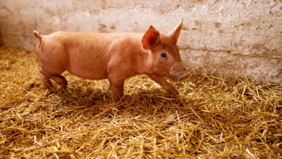 Carantină în șapte localități din raionul Cahul după confirmarea unui focar de pestă porcină africană