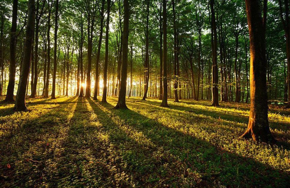 Primul inventar forestier din istoria țării - Republica Moldova începe procesul de inventariere națională a pădurilor 