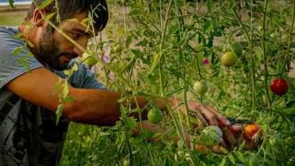 FAO și Elveția ajută legumicultorii din Republica Moldova să își adapteze tehnologiile de producere pentru a accesa noi piețe 
