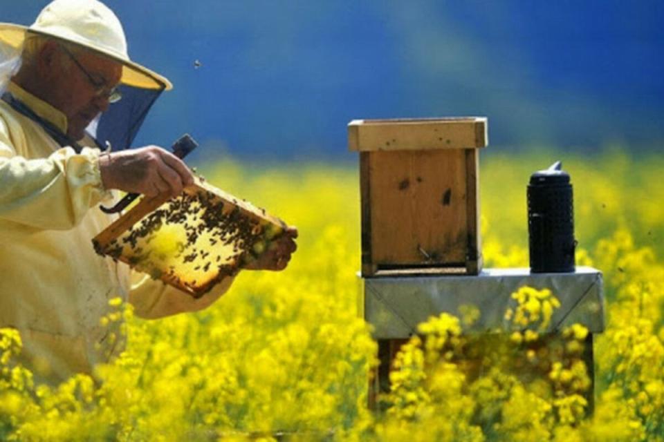 Ziua Apicultorului va fi marcată la Cahul prin Târgul apicol „Regatul Albinelor”