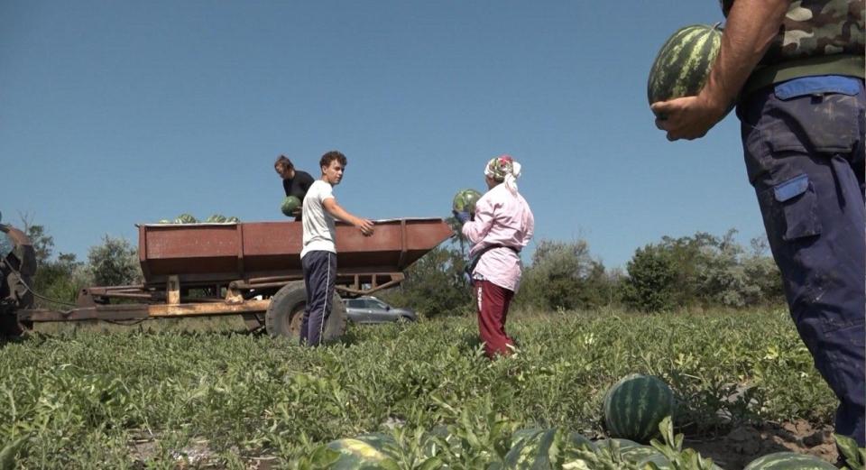Recoltă bogată de pepeni verzi în sudul țării: Fermierii estimează până la 40 de tone la hectar