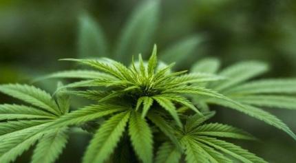 Bărbat din raionul Cahul, condamnat după ce polițiștii au găsit peste 63 de grame de marijuana în podul casei