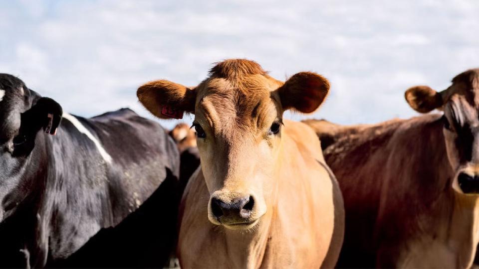Republica Moldova introduce reguli europene pentru identificarea animalelor și familiilor de albine