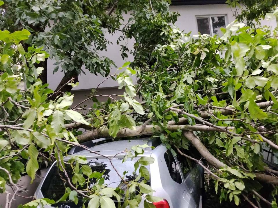 Aproape 100 de arbori doborâți de furtună la Ungheni. Șase mașini au fost avariate