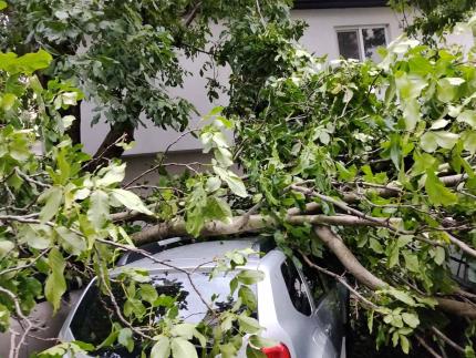 Aproape 100 de arbori doborâți de furtună la Ungheni. Șase mașini au fost avariate