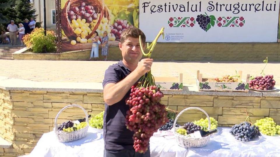 Un agricultor din Cahul a câștigat marele premiu la Festivalul Strugurelui de la Cimișlia. Ciorchinele a cântărit aproape 4 kilograme