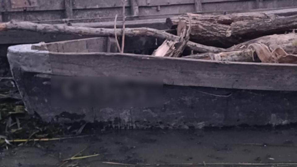 Tăiere neautorizată de arbori, depistată în apropierea localității Manta din raionul Cahul