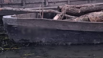 Tăiere neautorizată de arbori, depistată în apropierea localității Manta din raionul Cahul