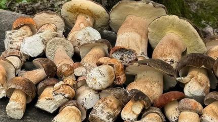 A început sezonul ciupercilor sălbatice. Ce riscuri trebuie să cunoască consumatorii