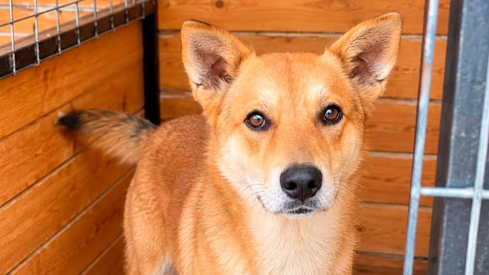 Sterilizare gratuită a câinilor în Cahul. Primăria anunță o campanie de amploare