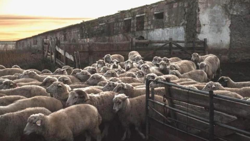 Până la 30 de bovine și 150 de ovine: ce limite prevede legea pentru fermele din sate