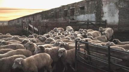 Până la 30 de bovine și 150 de ovine: ce limite prevede legea pentru fermele din sate